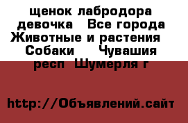 щенок лабродора девочка - Все города Животные и растения » Собаки   . Чувашия респ.,Шумерля г.